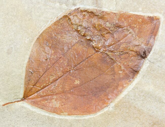 Paleocene Fossil Leaf (Ficus) - Montana #56207